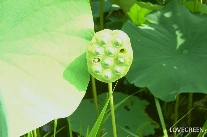 蓮は実は花から根っこまで食用にされている植物です。蓮のどの部分をどのように食用にするのでしょうか。蓮根くらいしか思いつきませんよね。 美しい花を体内に取り入れたい、その美しさを自分の一要素にしたい、と望むのは人間の自然な願望ではないでしょうか。蓮茶をはじめ、蓮の葉など、さまざまな蓮の食べ方をご紹介します。