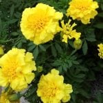 マリーゴールドの花を春から秋まで美しく楽しむための「育て方」と「夏の切り戻し」などのちょっとしたコツをご紹介します。マリーゴールドはとても丈夫で育てやすく、オレンジやイエローの大きな花が目立つので庭やベランダ、花壇などを華やかに盛り上げる花として人気があります。ビタミンカラーの植物を育てて元気をもらいましょう。