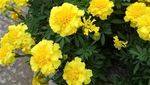 マリーゴールドの花を春から秋まで美しく楽しむための「育て方」と「夏の切り戻し」などのちょっとしたコツをご紹介します。マリーゴールドはとても丈夫で育てやすく、オレンジやイエローの大きな花が目立つので庭やベランダ、花壇などを華やかに盛り上げる花として人気があります。ビタミンカラーの植物を育てて元気をもらいましょう。