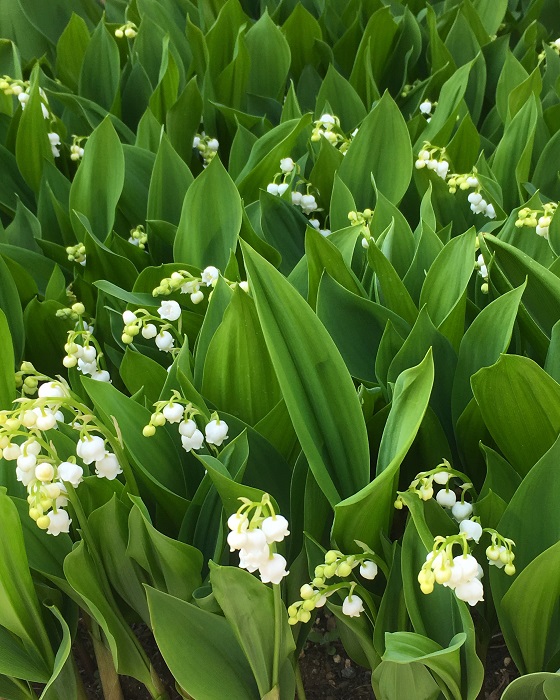 5月の花30選 初夏に咲く花をご紹介 Lovegreen ラブグリーン
