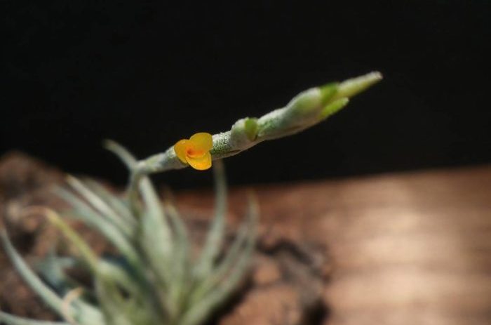 ディアフォランテマ亜属に分類されているエアプランツで、芳香性の甘い香りがする黄色の小さな花を咲かせます。