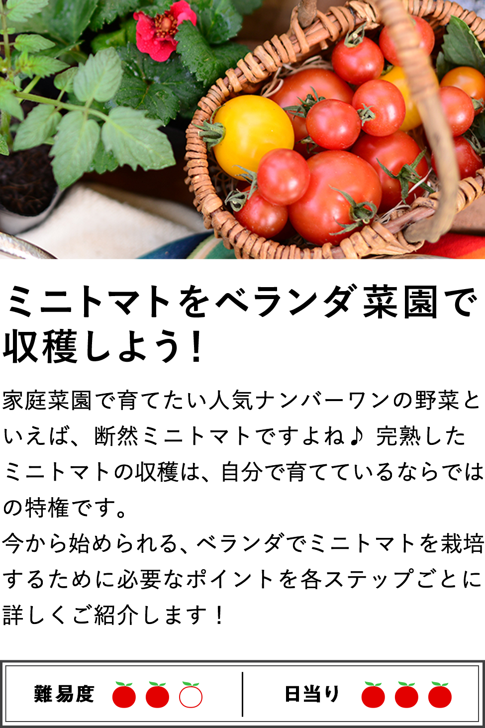 ミニトマトをベランダ菜園で収穫しよう！
家庭菜園で育てたい人気ナンバーワンの野菜といえば、断然ミニトマトですよね♪ 完熟したミニトマトの収穫は、自分で育てているならではの特権です。
今から始められる、ベランダでミニトマトを栽培するために必要なポイントを各ステップごとに詳しくご紹介します！