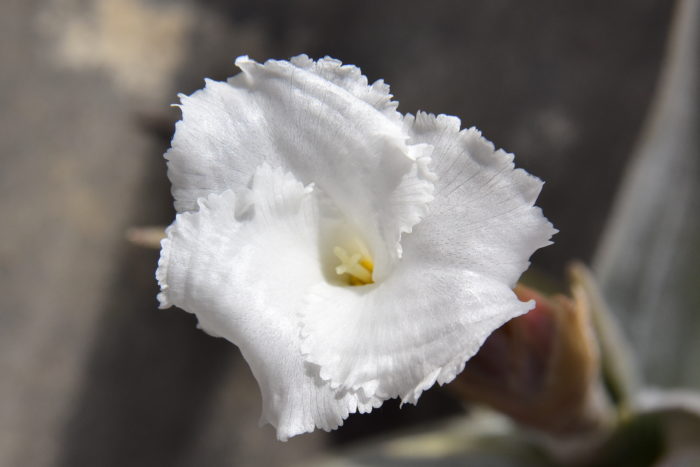 ボリビア原産のエアプランツで、非常に強健なエアプランツになります。花は純白で縁がフリル状になっており、非常に上品で可愛らしい花を咲かせます。 また芳香性で甘くランにも負けずとも劣らない良い香りがします。