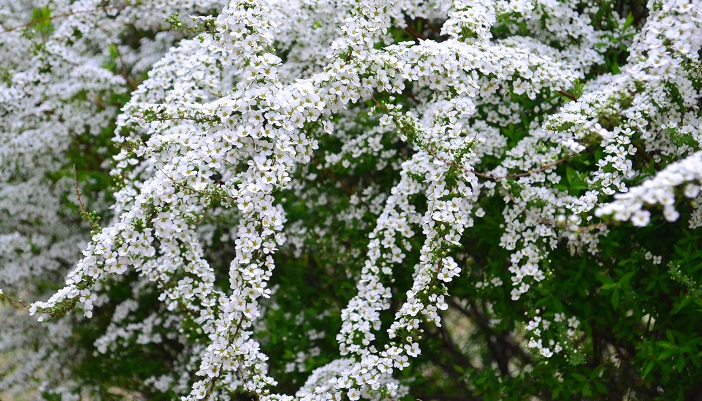 流れるように咲く白い花 ユキヤナギ 雪柳 の魅力と育て方 Lovegreen ラブグリーン
