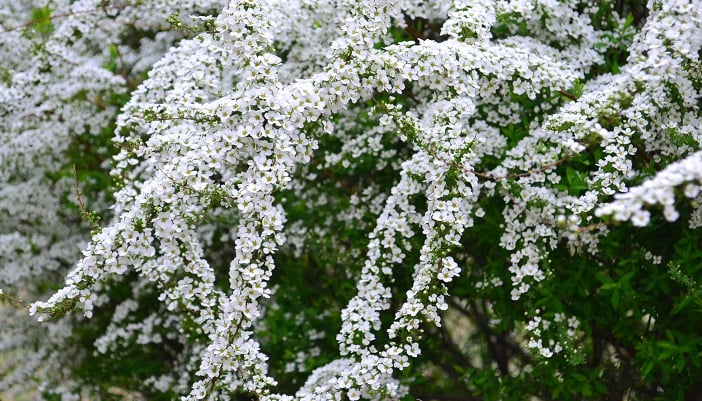 流れるように咲く白い花！ユキヤナギ（雪柳）の魅力と育て方