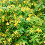 ビヨウヤナギ 美容柳 の育て方 Lovegreen ラブグリーン