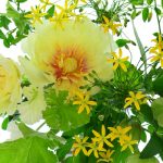 芍薬の生け方、扱い方～季節の生花を飾ろう。