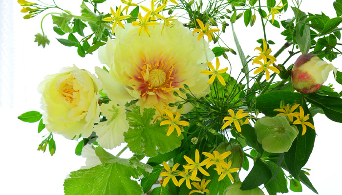 芍薬 シャクヤク の生け方 扱い方 季節の生花を飾ろう Lovegreen ラブグリーン