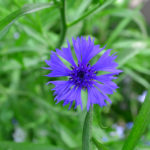 ヤグルマギクの育て方・栽培方法 | LOVEGREEN(ラブグリーン)