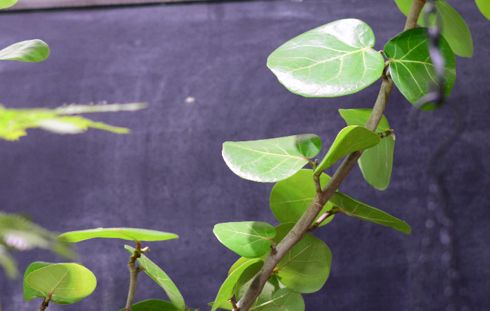 シーグレープ  丸葉がチャームポイントのシーグレープは、名前にあるようにブドウのような実がなる海外の海岸で育つ植物なんだそうです。