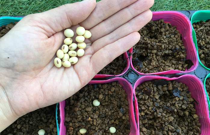 前日からしっかり水を吸わせた土に枝豆の種をまきます。  種のまき方は点まき。一か所に３粒程まきます。