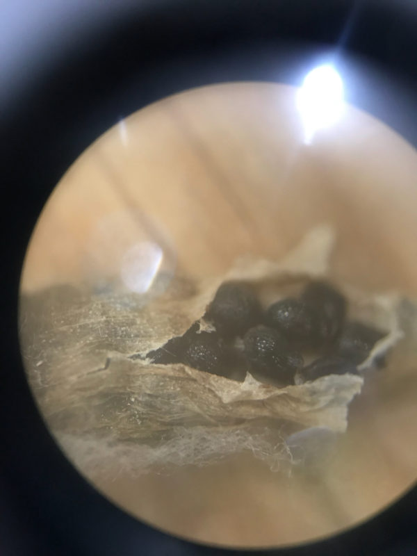 枯れて膨らんだ房の中を顕微鏡で観察してみると「種だ！」と発見。黒くて艶（つや）があり、小さな凹凸がある楕円の種です。