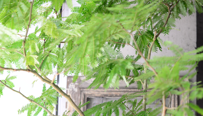エバーフレッシュ  マメ科の観葉植物のエバーフレッシュは、昼は葉を広げ、夜になると閉じるといった変化を楽しむことができる観葉植物です。エバーフレッシュの木漏れ日って素敵ですよね。