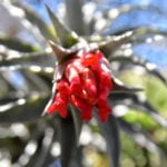 こんなに綺麗な花が咲く！エアプランツの花30選