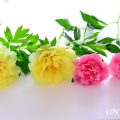 ハイブリッドシャクヤク