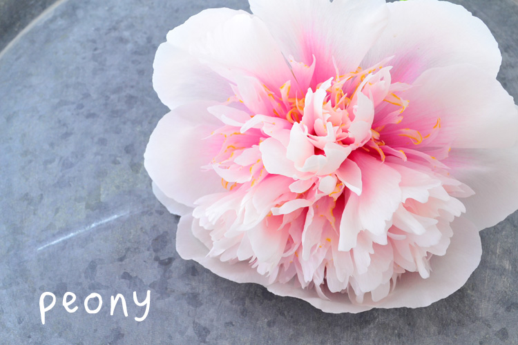 シャクヤクは初夏ならではの季節一瞬出回る花。花屋さんでお気に入りのシャクヤクを見つけてみませんか？