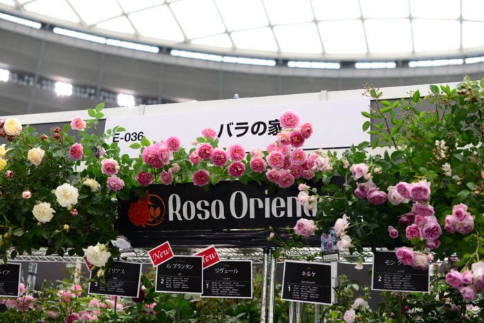 フラワーマーケットストリートでは、生産者さんが選りすぐりのバラを販売しています。  今回はRosa Orientisさんにお話しを伺いました。  Rosa　Orientis さんのバラは、江戸幕末から続く農家として、現在はバラの栽培に従事されていらっしゃいます。  より育てやすく丈夫で美しいばら作りに力をそそぎ、ブースに並ぶバラ達も力強く可憐で美しいバラ達が印象的でした。