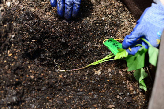 土の中に滑り台を作るように掘り、植え付けます。