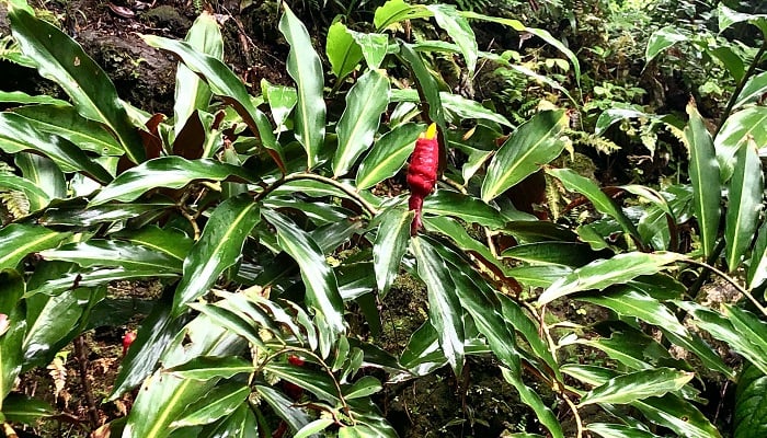 葉の付き方が非常に面白い植物。赤い花序と黄色い花が鳥のように見えます。