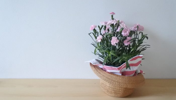 鉢物のカーネーションの花を長く楽しむおすすめの方法 Lovegreen ラブグリーン