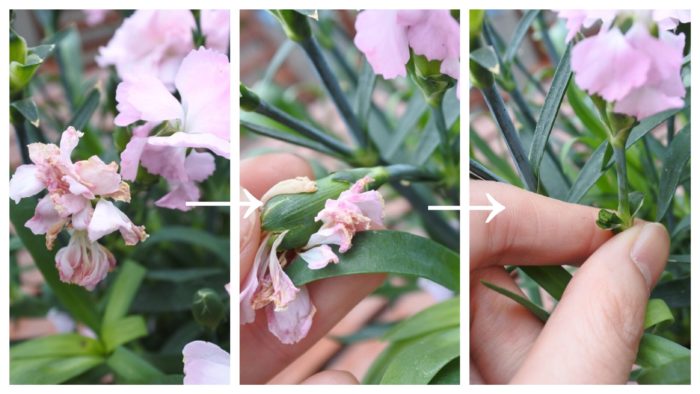鉢物のカーネーションの花を長く楽しむおすすめの方法 Lovegreen ラブグリーン