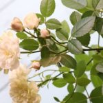 ミニバラは挿し木でふやすことができます。気に入ったバラをもう一本ふやせたら嬉しいですよね。ミニバラは大輪のバラよりも発根しやすく、初心者にも無理なくできるのでおすすめです。 今回は、ミニバラグリーンアイスを使って挿し木をしてみました。