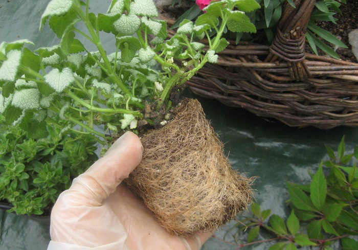 ラミウムのポット苗は根が張っていたので、半分から下の方の根をくずしてから植えました。