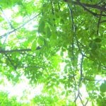 「植物を育てるには日当たりが良くないと」なんて思い込みを持っていませんか。 日陰が大好きで日陰じゃないと育たない魅力的な植物もたくさんあります。日陰が好きな植物は華奢な形状に優しいグリーンの葉や、楚々とした草姿が美しいものが多くあります。日向では育ちにくい、そんな優しい植物でいっぱいのお庭を作ってみませんか。