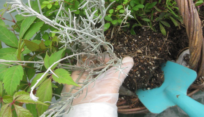 寄せ植えの植え替え 部分的に枯れた寄せ植えを綺麗に復活させよう Lovegreen ラブグリーン
