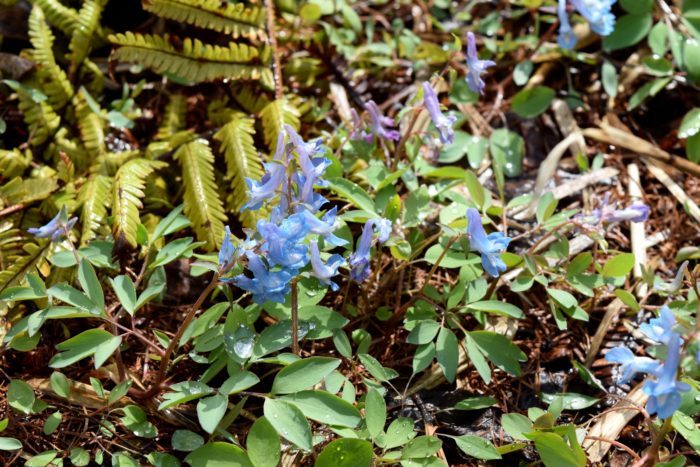 エゾエンゴサク  2008年に放送された「風のガーデン」の最終回をご覧になった方ならご存知かもしれませんね。ドラマの主人公である中井貴一さんが亡くなる前、娘である黒木メイサさんのために植えた青いエゾエンゴサクの球根が最後の場面で一面に咲くんです。  早春の暖かな日差しに青のグラデーションが美しく映える儚いエゾエンゴサクの花を見ると「ああ、今年も始まるんだな」と感慨深くなります。