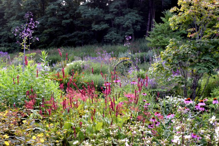 夏の風のガーデン～メインガーデン  6月も中旬になると「メインガーデン」ではルピナスやバーバスカム、色とりどりのゲラニウムなど植栽にも高低差が生まれて立体的な庭へと変わっていきます。  初夏の紫や青が中心だった花色がカラフルに変わり、背の高い花はより高く、足元の花も精一杯自己主張をし、シーズン中で一番華やかで賑やかなガーデンになります。