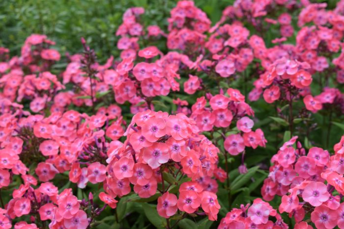 フロックス・バニキュラータ  風のガーデンには13種類の色とりどりのフロックス・パニキュラータが植えられています。 夏から初秋にかけての風のガーデンにはなくてはならない花の一つ。非常に華やかで見栄えのする美しい花です。