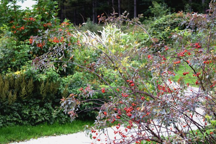 ローズヒップ  原種の多い「薔薇の庭」ではたわわに実ったローズヒップが真っ赤に染まり、花の季節とは違う秋の表情を見せてくれます。