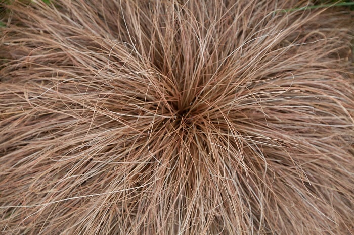 カレックス・エバーゴールド 科名：カヤツリグサ科 学名：Carex oshimensis ‘Evergold’ 分類：多年草 特徴：葉が細く、白斑の面積が大きいので明るさを出したいときに便利です。地面に葉を垂らして大きく広がるのでグラウンドカバーにも使えます。 育て方：非常に強健で、手間のかからない植物です。日向から半日陰まで元気に生長してくれます
