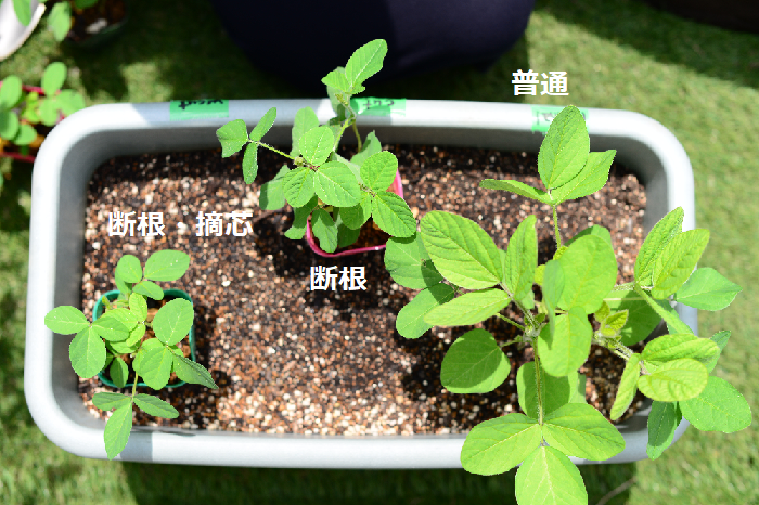 普通に育苗した枝豆の苗に遅れて2週間ほど経過した頃、断根した苗、断根・摘芯した苗を植え付けます。