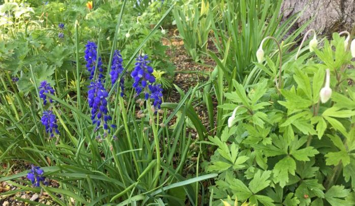 ムスカリ”ダークアイズ”  爽やかな青い花ムスカリ”ダークアイズ”や水色のムスカリ”レディブルー”も可憐に咲いています。