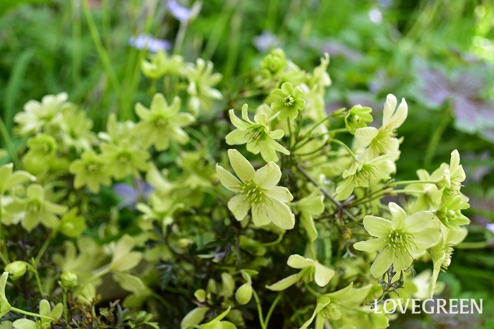 クレマチスの花言葉 種類 特徴 色別の花言葉 Lovegreen ラブグリーン