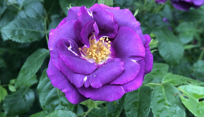 ラプソディー・イン・ブルー  フロリパンダ系で黄金色のしべが目立つ濃い紫色のバラです。