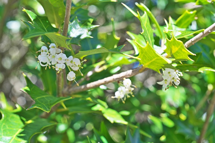 ヒイラギ 柊 の花言葉 種類 特徴 色別の花言葉 Lovegreen ラブグリーン