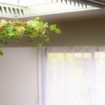 今はアジサイがきれいな季節。アジサイは、湿気の多いこの季節に、目から涼やかさを与えてくれる植物です。 アジサイのなかでもホワイトカラーが爽やかなアメリカアジサイ「アナベル」を使って、軽やかなフライングリースを作ってみませんか。吊るしたままドライにして、さらに長く楽しむこともできます。植物のシャンデリアのようなフライングリースの作り方です。