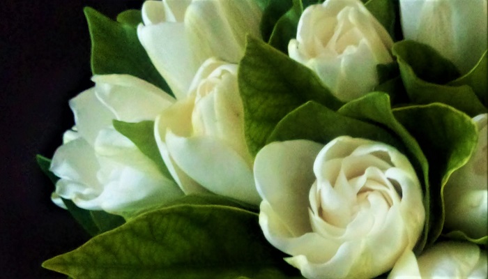 香水にも使われる 夏の香りの良いお花4選 Lovegreen ラブグリーン