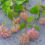 華やかなピンク色のアナベル！ ピンクアナベルの魅力と育て方