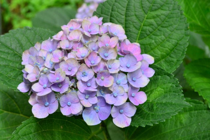 6月、7月、8月に咲く夏の花31選アジサイ