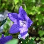 10月31日の誕生花と花言葉｜キキョウ