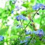 ワスレナグサの花言葉｜花の特徴、種類、色別の花言葉