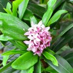 ジンチョウゲの花言葉｜花の特徴、名前と花言葉の由来、種類