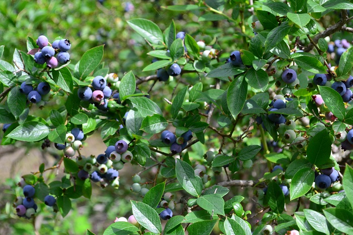 ブルーベリーの実はいっぺんに色づくわけではなく時間をかけて徐々に色づいていきます。青く色づいたものから収穫しましょう。収穫が早いと酸味が強いですが、食べごろのブルーベリーは生で食べても甘みを感じます。