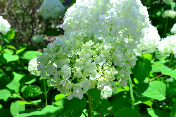 アナベルは、アメリカアジサイやアメリカノリノキの別名を持つアジサイの仲間の落葉性低木です。初夏に20～30cmの大きな花が開花し、花の色は、最初はグリーン、咲き進むにしたがって白くなる色の変化も素敵で、最近とても人気のある品種です。グリーン～白の花色が、どの花色とも色合わせがしやすいので、様々な草花と一緒に花壇に植栽すると魅力的な空間に仕上がります。