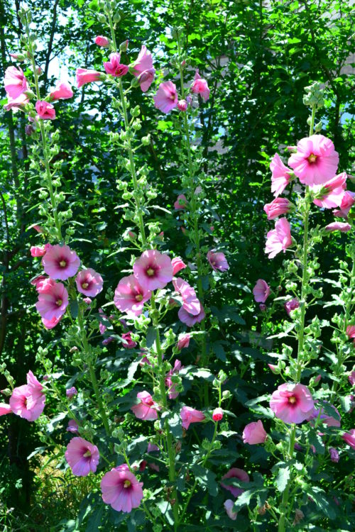 タチアオイ（ホリホック）植えっぱなしで毎年開花！庭や花壇におすすめの宿根草