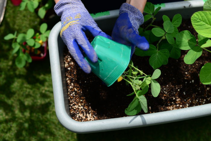 枝豆の苗の根元を優しく押さえて、さきほど用意した穴に植えます。